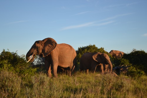Grupo de elefantes no Addo, há alguns metros do nosso carro