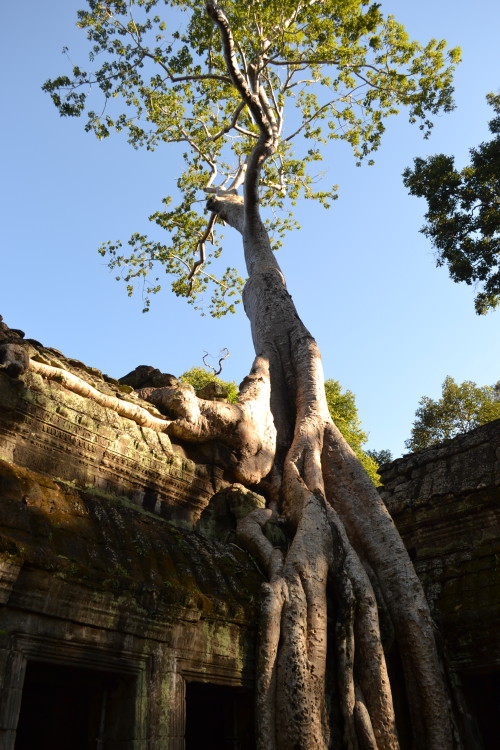 Todo mundo que visita Angkor tem uma foto ali, então...