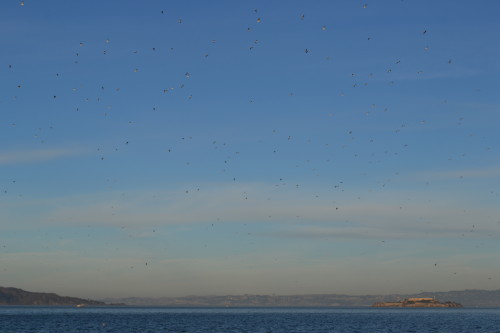 Não fomos em Alcatraz, mas as gaivotas ficaram boas na vista