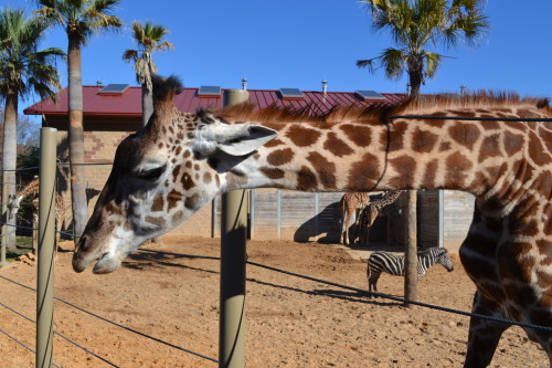 Uma girafa comportada no zoológico